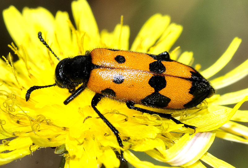 Dalla grecia: Mylabris quadripunctata quadripunctata.